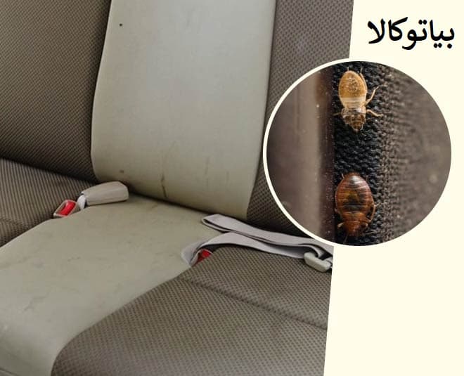 ساس در اتوبوس